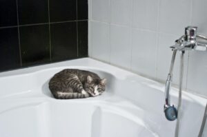 Gatto in vasca da bagno, mentre viene lavato con acqua e sapone, mostrando un'espressione sorpresa.