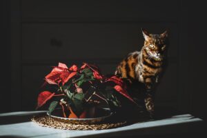 Pianta velenosa per cani e gatti, con foglie verdi e fiori colorati, in un ambiente domestico.