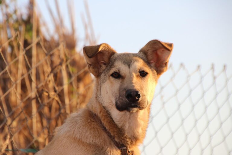 Cane con le orecchie calde: ecco quando è un segnale d'allarme