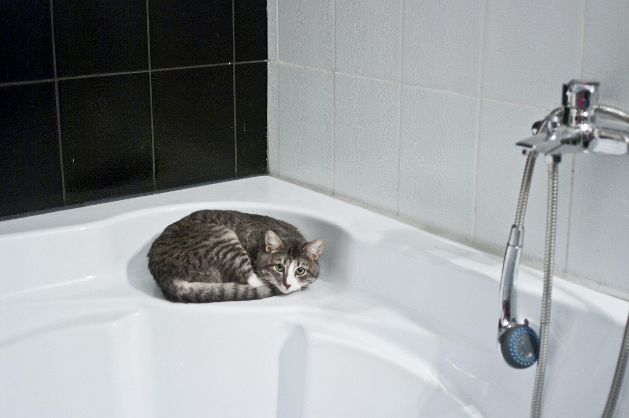 Gatto curioso vicino a una vasca da bagno, pronto per un metodo graduale di abituarsi all'acqua.