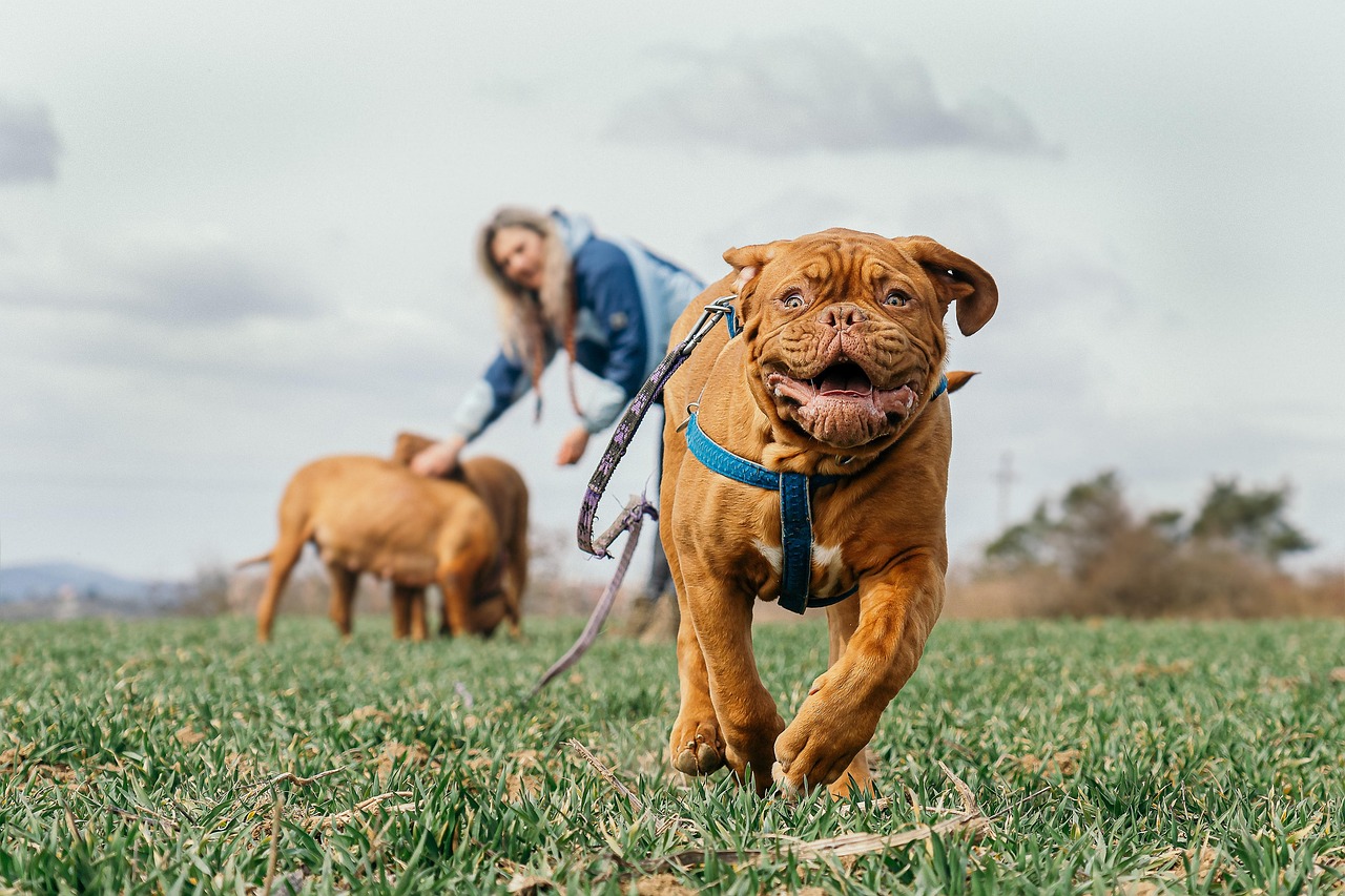 Cane che risponde al richiamo del padrone in un parco, felice e attento.