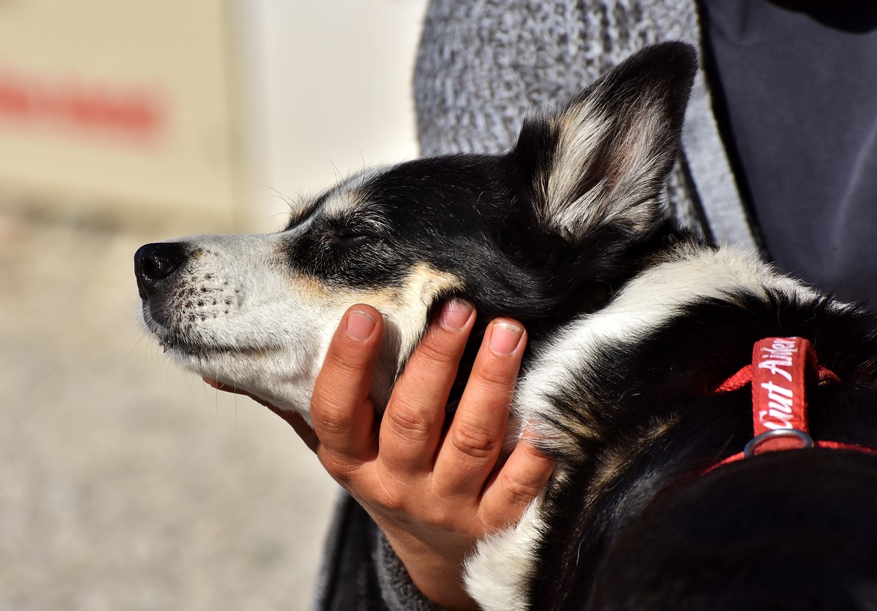 Cane che mostra segnali di calma, come sdraiarsi e allontanare lo sguardo, in un ambiente sereno.