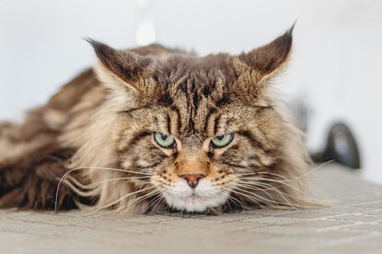 Gatto di razza Maine Coon con pelo folto e muscoloso, simile a un leone, posizionato su un divano.
