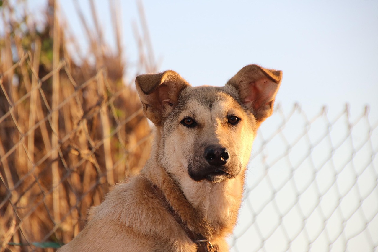 Cane con orecchie alzate, espressione attenta, simbolo di comunicazione e emozioni canine.