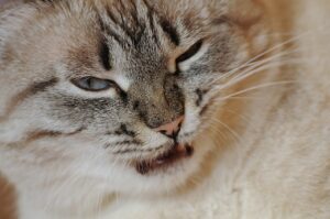 Gatto che soffia con espressione preoccupata, simbolo di stress o disagio.