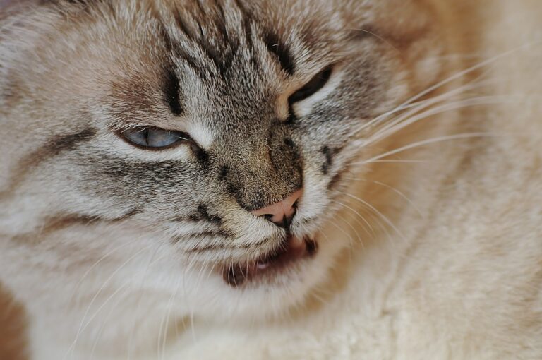 Se il gatto soffia senza motivo apparente, significa questo