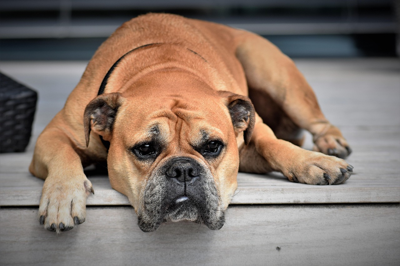 Cane triste che guarda dalla finestra mentre è solo a casa.