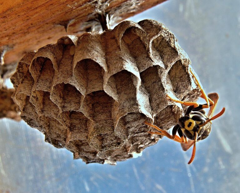 Calabroni in primavera: come riconoscere il nido fondatore e cosa fare subito