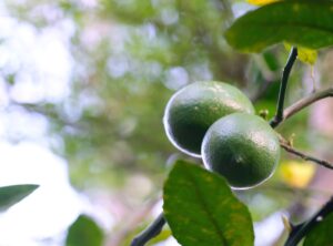 Cocciniglie cotonose su limoni, ricetta con alcol e sapone per la loro rimozione efficace.