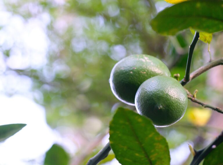 Cocciniglie cotonose: la ricetta con alcol e sapone che salva limoni e agrumi