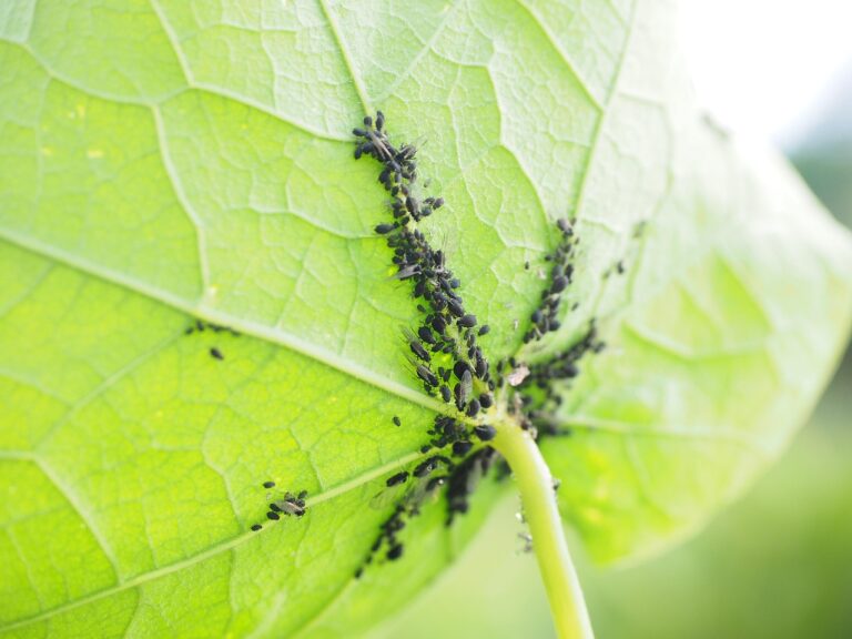 Tripidi sulle piante da appartamento: il segno sulle foglie che molti ignorano